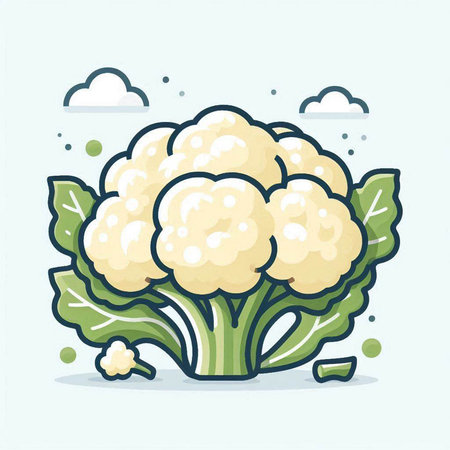 Cauliflower vector illustration. Cauliflower vegetable clipart.のイラスト素材