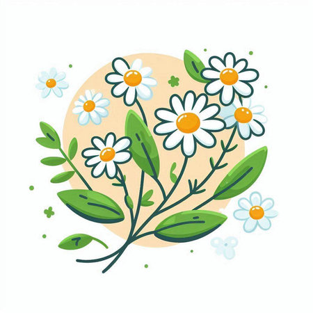 Cartoon daisies on a white background. Vector illustration.のイラスト素材