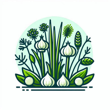 Vector illustration of garlic, dill, fennel, onion.のイラスト素材