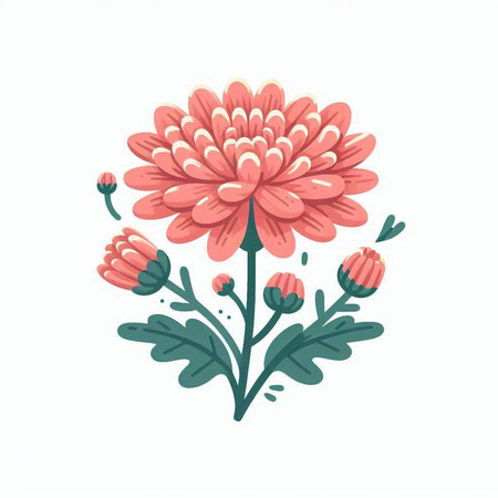Beautiful pink chrysanthemum flower isolated on white background. Vector illustration.のイラスト素材