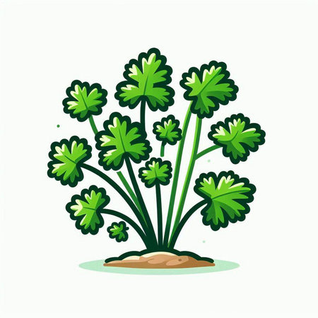 Coriander plant isolated on a white background. Vector illustration.のイラスト素材