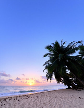 Palm tree on the beach at sunset in the tropics.