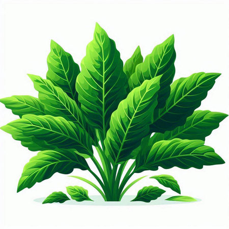 Illustration of a green leaf plant isolated on a white background.のイラスト素材