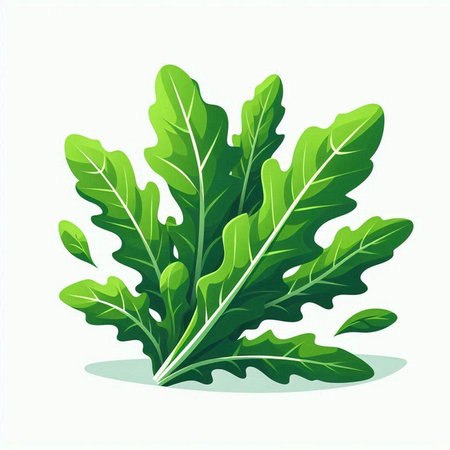 Fresh arugula leaves isolated on white background. Vector illustration.のイラスト素材