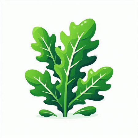 Green leaves of arugula isolated on white background. Vector illustration.のイラスト素材