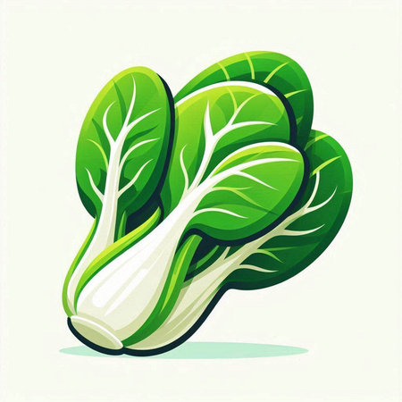 Bok choy vector illustration. Fresh green bok choyのイラスト素材