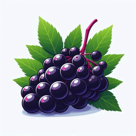 Black currant with leaves on a white background. Vector illustration.のイラスト素材