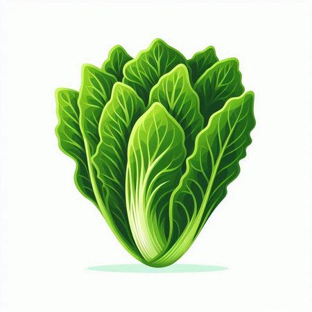 Fresh chinese cabbage isolated on white background. Vector illustration. Eps 10.のイラスト素材