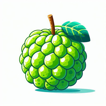 Custard apple fruit isolated on white background. Vector illustration.