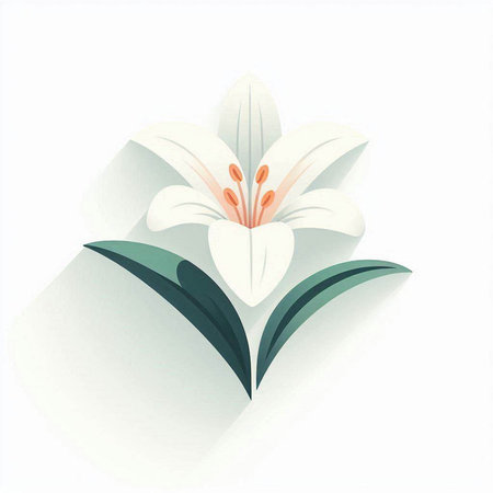 White lily on a white background. Vector illustration of a flower.の写真素材
