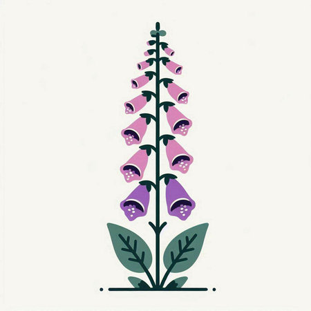 Digitalis purpurea or foxglove. Vector illustration.の写真素材