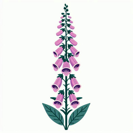 Purple foxglove flower isolated on white background. Vector illustration.の写真素材