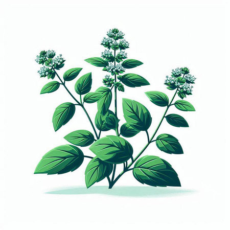 Oregano plant vector illustration. Hand drawn oregano herb.