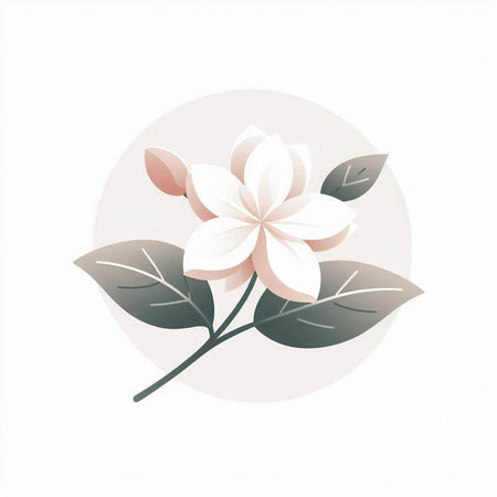 Beautiful jasmine flower on white background. Vector illustration.の写真素材