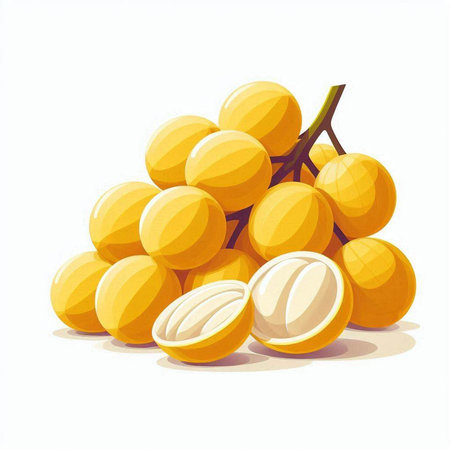 Illustration of a bunch of ripe longan fruit on a white background