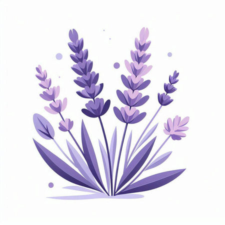 Lavender flowers isolated on white background. Vector illustration in flat style.の写真素材