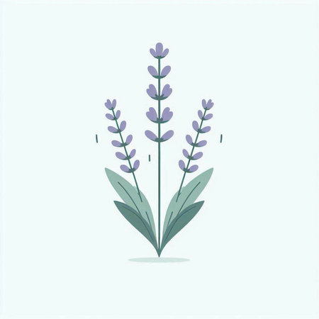 Lavender flower isolated on light blue background. Vector illustration.の写真素材