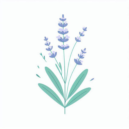 Lavender flowers isolated on a white background. Vector illustration.の写真素材