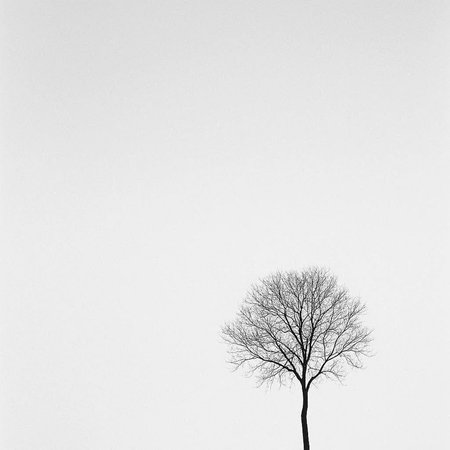 Tree silhouette on a white background. Black and white image of a tree.