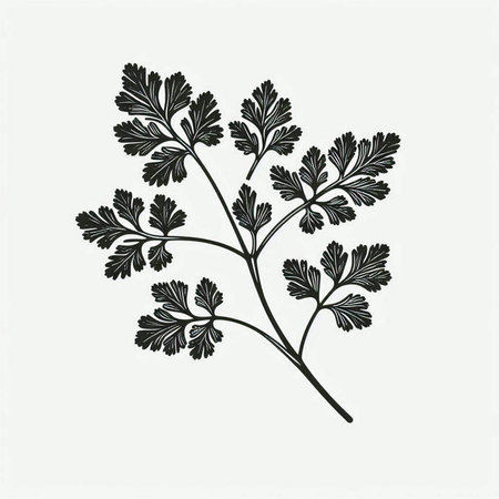 Parsley. Hand drawn herb. Vector illustration for your design