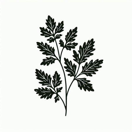 Illustration of a branch with leaves of parsley on a white background