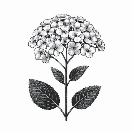 Hydrangea flower. Black and white hand drawn vector illustration.