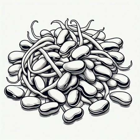 Hand drawn beans. Vector illustration of beans in engraving style.