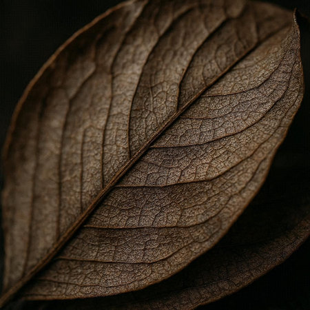 Close up of brown dry leaf texture background. Vintage tone filter effect.の写真素材