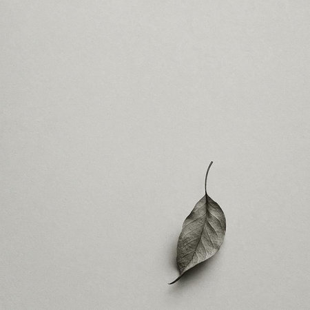Leaf on gray background. Minimal concept. Flat lay, top view.の写真素材