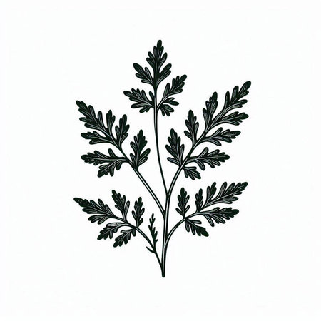 Leaves of chamomile. Hand drawn vector illustration.
