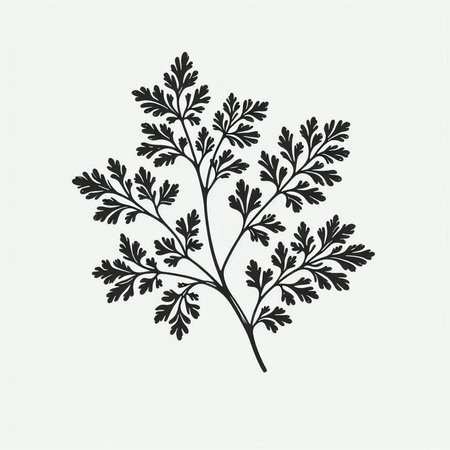 Parsley. Hand drawn botanical illustration. Isolated on white background.の写真素材