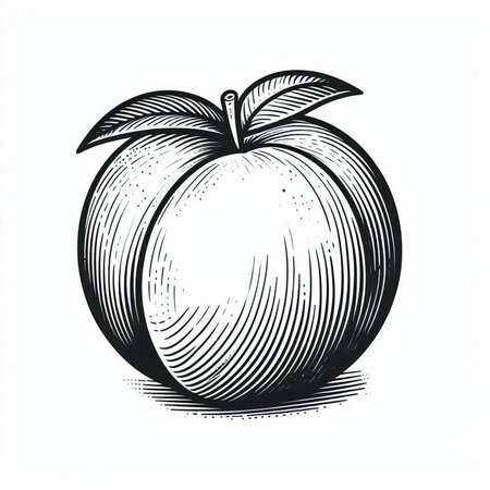 Peach. Vintage engraving illustration for label, poster, web.の写真素材