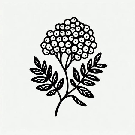 Hand drawn rowan branch with flowers. Black and white illustration.の写真素材