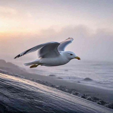 Seagull flying in the sky over the sea at sunrise.