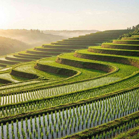 Terraced rice field in Mae Chaem, Chiang Mai, Thailand