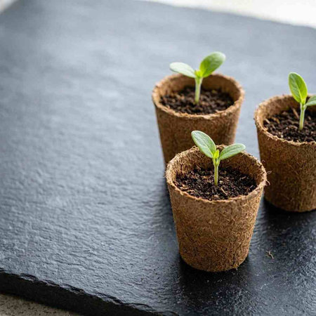 Three seedlings of cucumber in peat pots on a black background