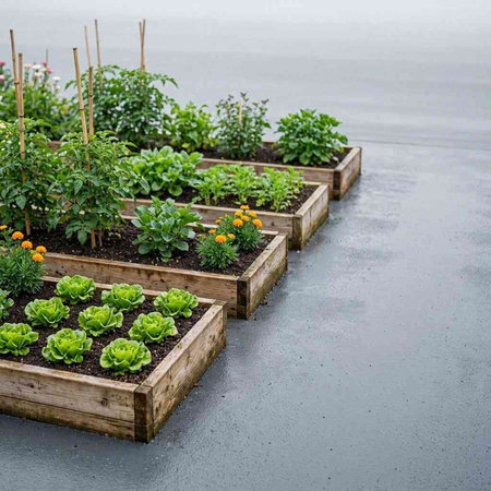 Gardening and agriculture concept. Seedlings of vegetables in wooden boxes.