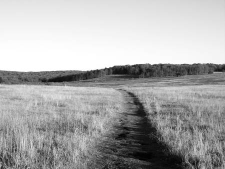 meadow at sunsetの写真素材