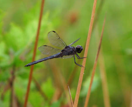 black dragonflyの写真素材