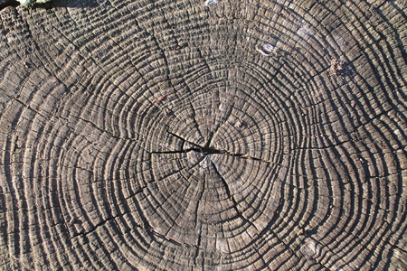 Zoom of age ring in a cut tree trunk. Angle of vision from above, photo taken in winter with daylightの写真素材