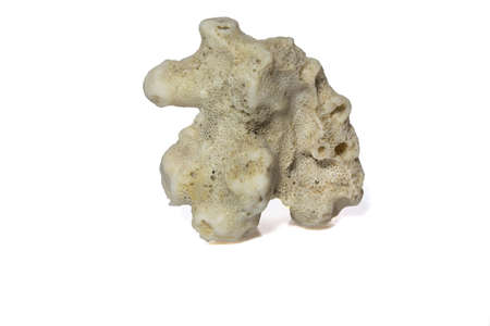 Fossil of an old coralの写真素材