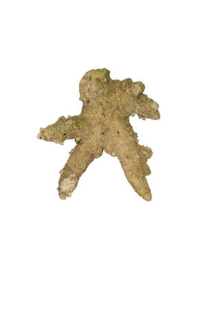 Fossil of an old coralの写真素材