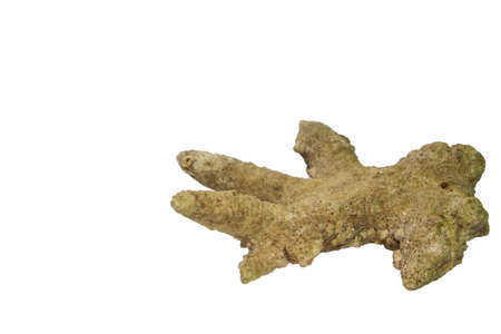 Fossil of an old coralの写真素材
