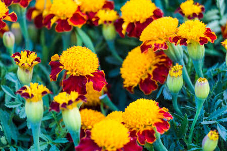 A beautiful yellow flowers background in summer の写真素材