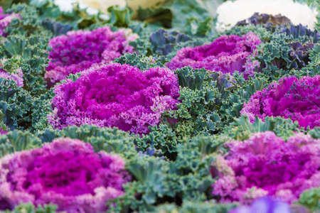 Kale flower in purple and blue の写真素材