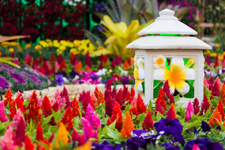 the celosia plumosa flower 