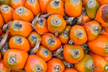 Oil palm seeds, ripe and redの写真素材