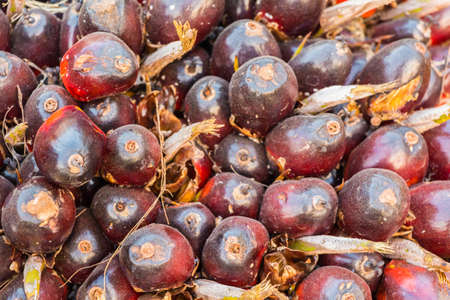 Oil palm seeds, ripe and redの写真素材