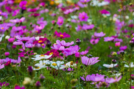 Beautiful purple flower in the gard の写真素材