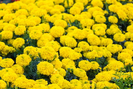 A beautiful yellow flowers background in summer の写真素材